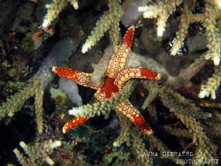 Intricate - a sea star gliding between coral by Laura Dinraths 